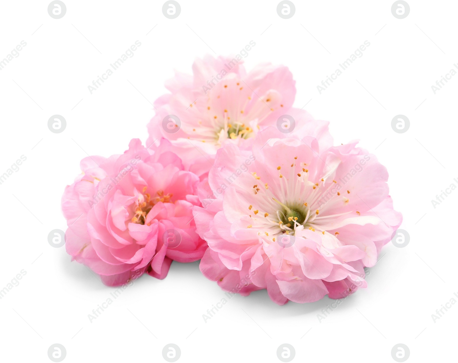 Photo of Beautiful sakura tree flowers on white background