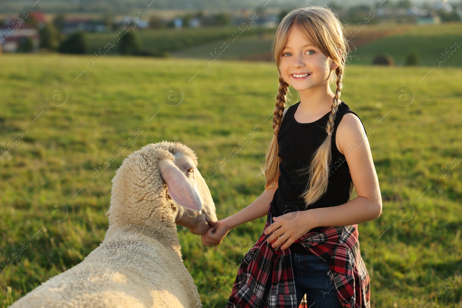 Photo of Girl feeding sheep on pasture. Farm animal