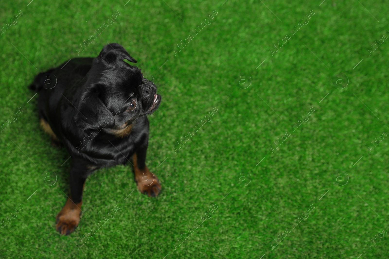 Photo of Adorable black Petit Brabancon dog sitting on green grass, above view with space for text