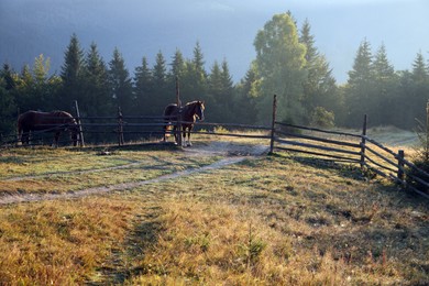 Photo of Beautiful viewhorses near wooden fence in mountains