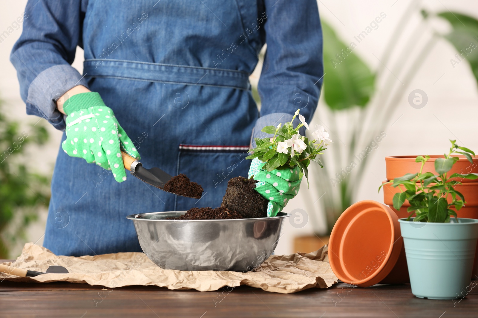 Photo of Woman transplanting houseplants into flower pots at wooden table indoors, closeup