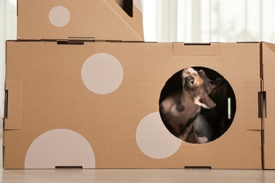 Cute sphynx cat inside cardboard house in room. Friendly pet