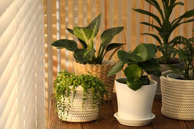 Photo of Beautiful plants in pots on wooden table indoors. House decor