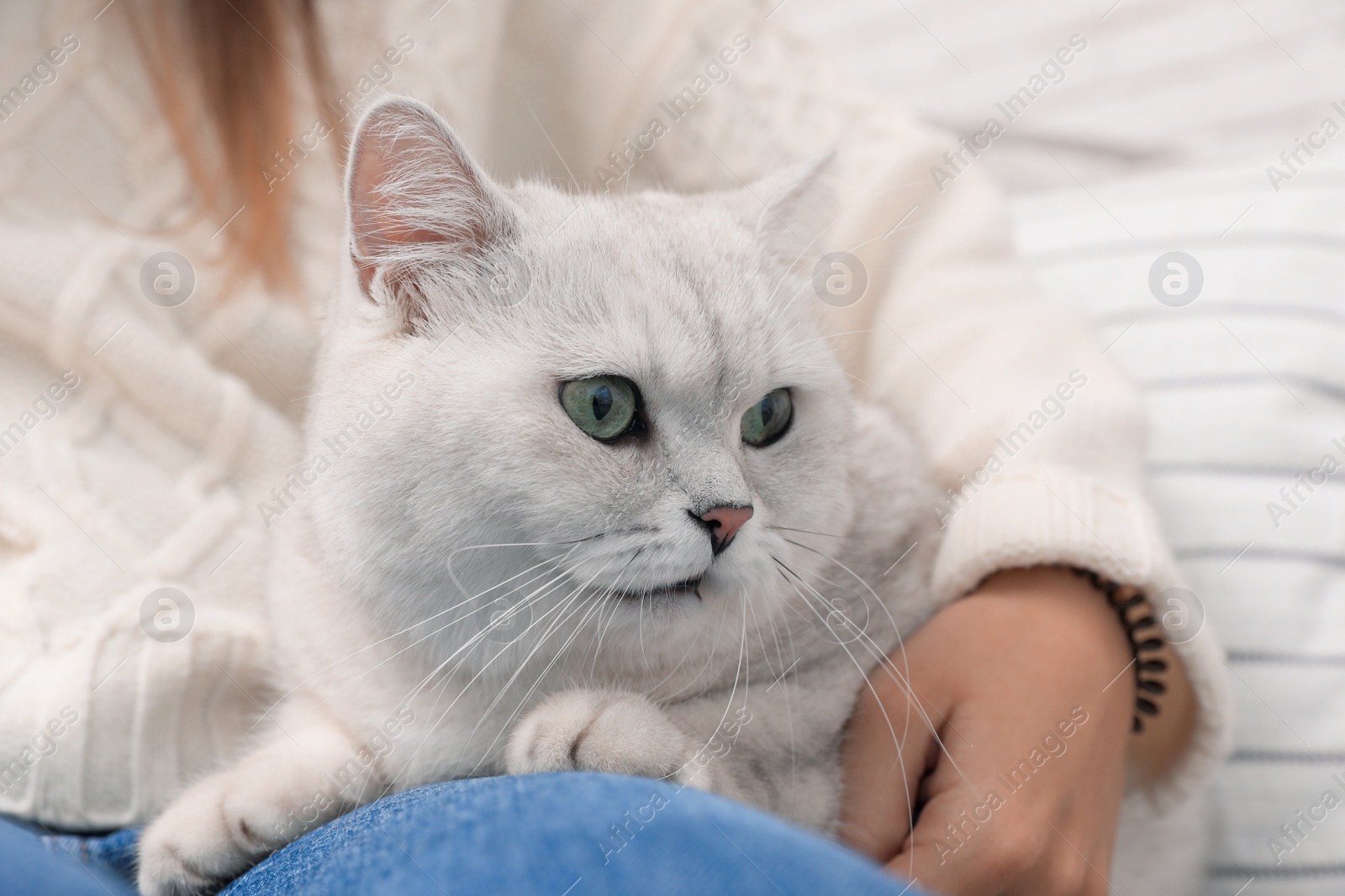 Photo of Adorable white British Shorthair cat with his owner on blurred background, closeup. Cute pet