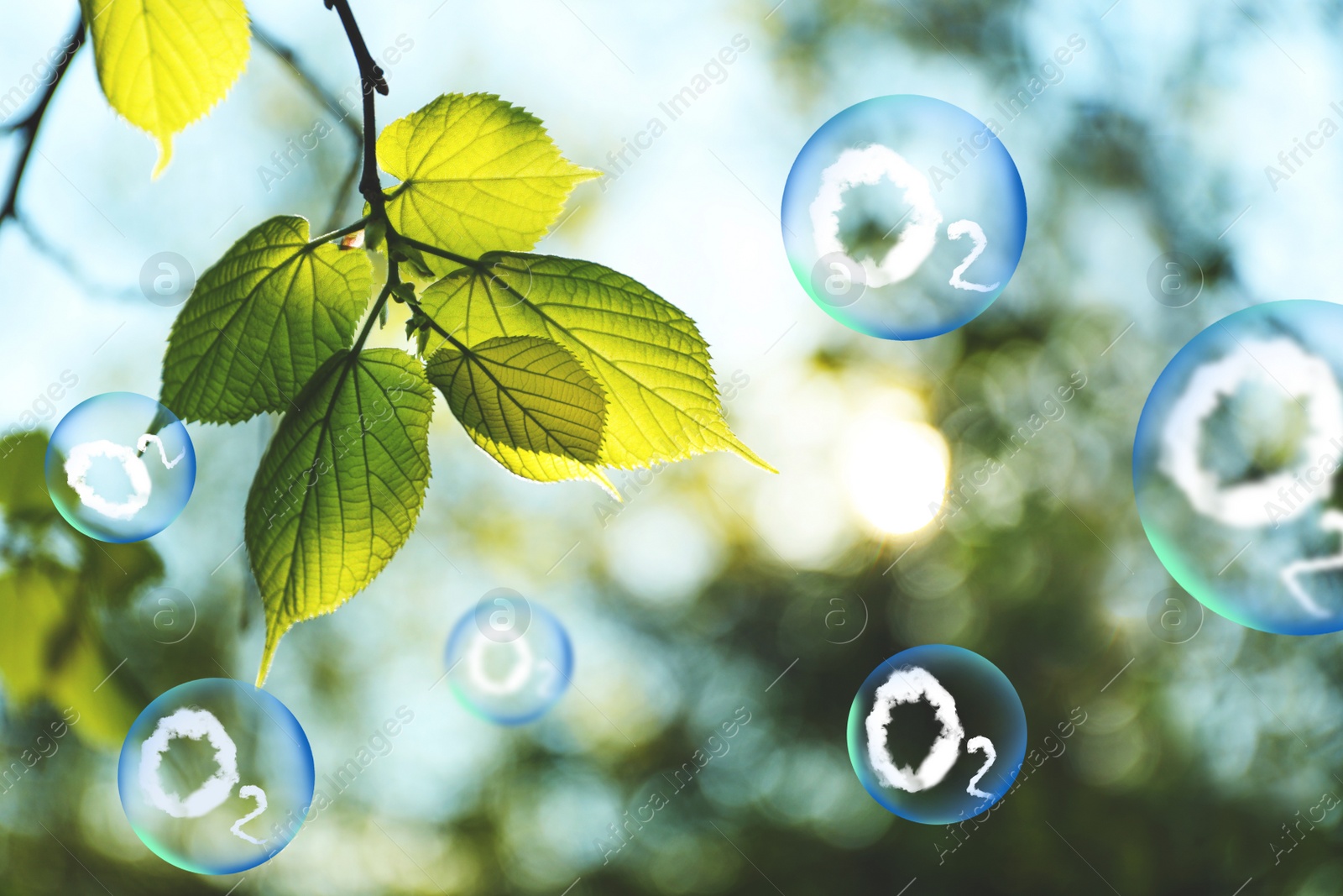 Image of O2 molecules in bubbles and tree branch with green leaves on sunny day. Oxygen release concept