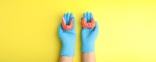 Endocrinologist holding thyroid gland models on yellow background, top view. Banner design