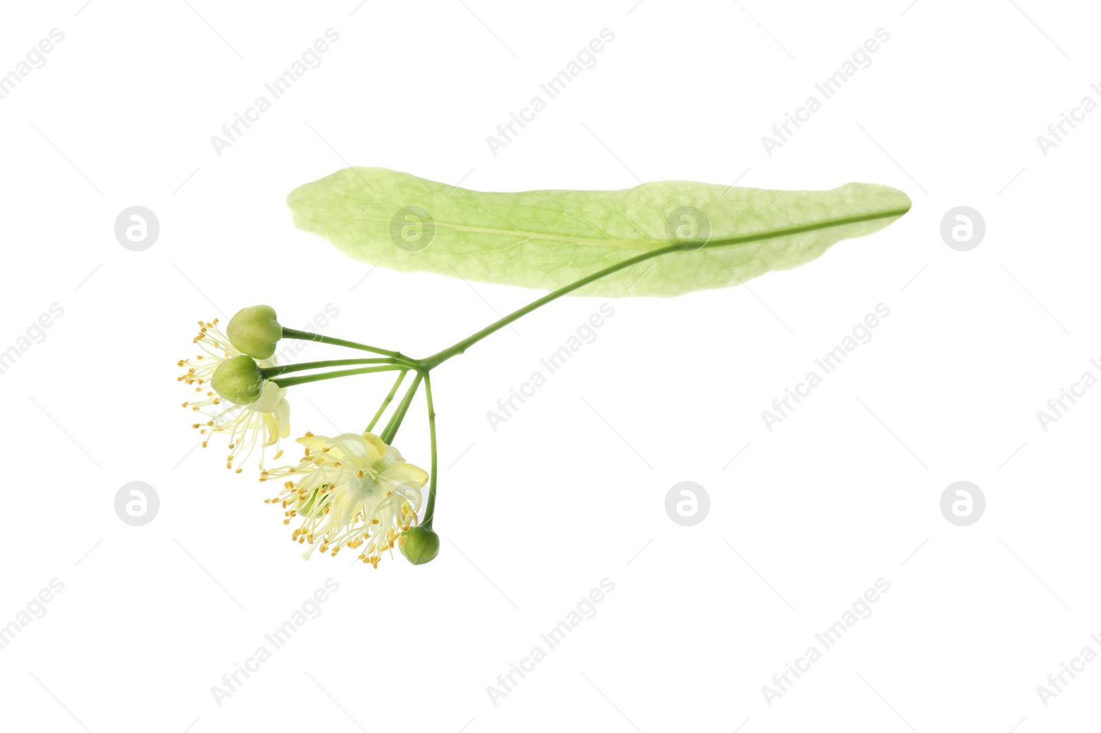 Photo of Beautiful linden tree blossom isolated on white