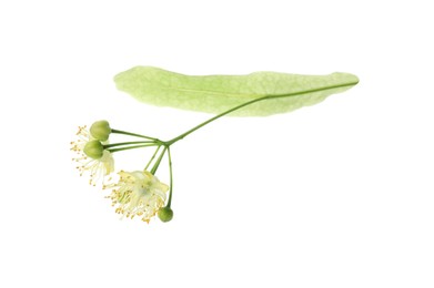 Beautiful linden tree blossom isolated on white