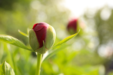 Photo of Beautiful red peony bud outdoors on spring day, closeup