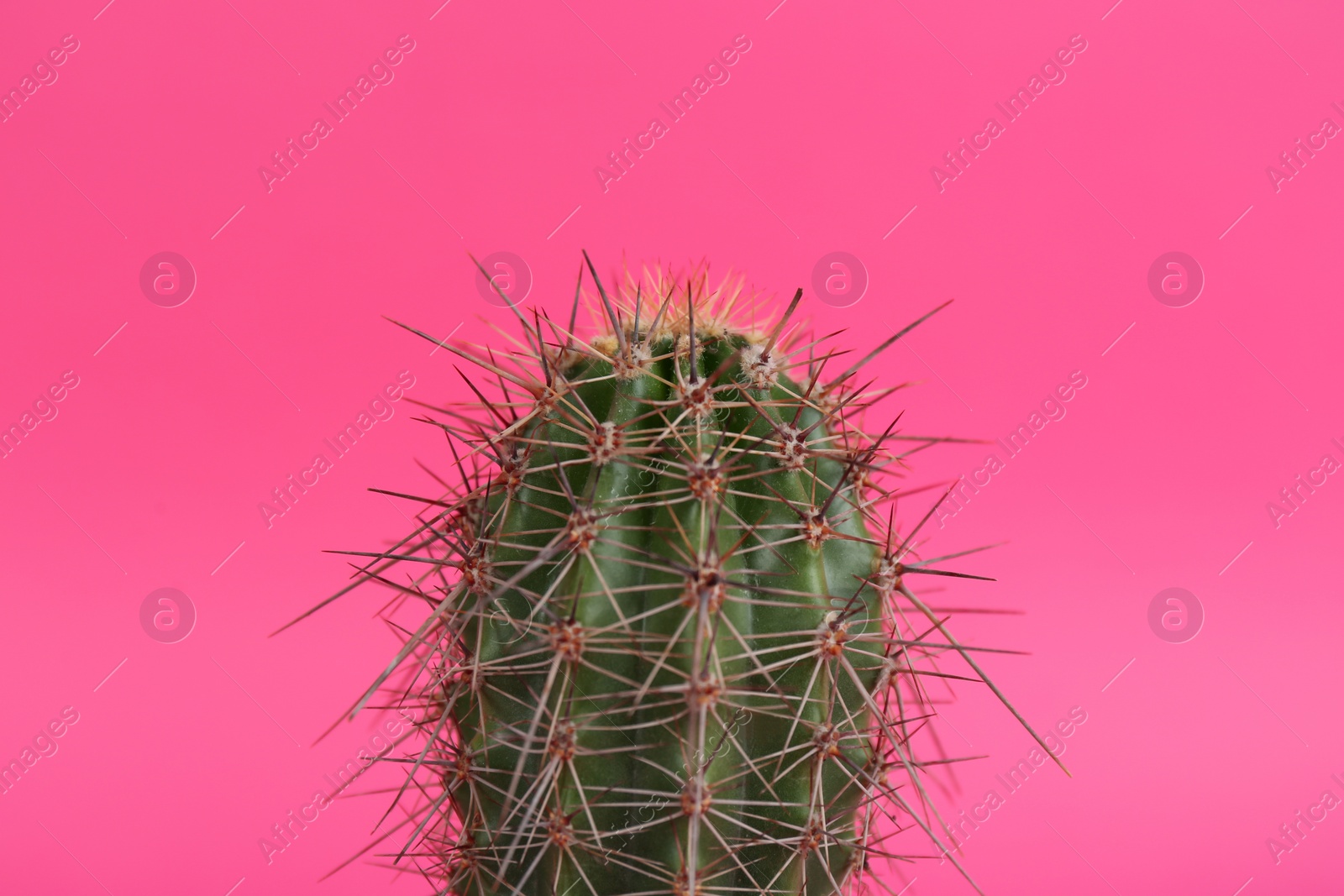 Photo of Beautiful cactus on pink background, closeup view