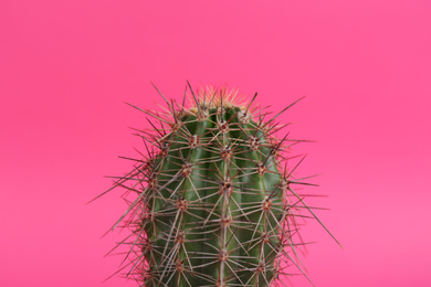 Beautiful cactus on pink background, closeup view