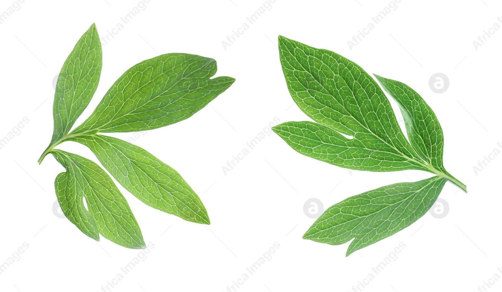 Image of Fresh green peony leaves on white background