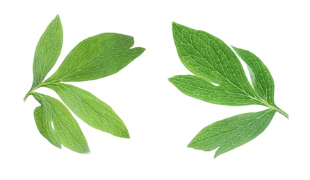 Image of Fresh green peony leaves on white background