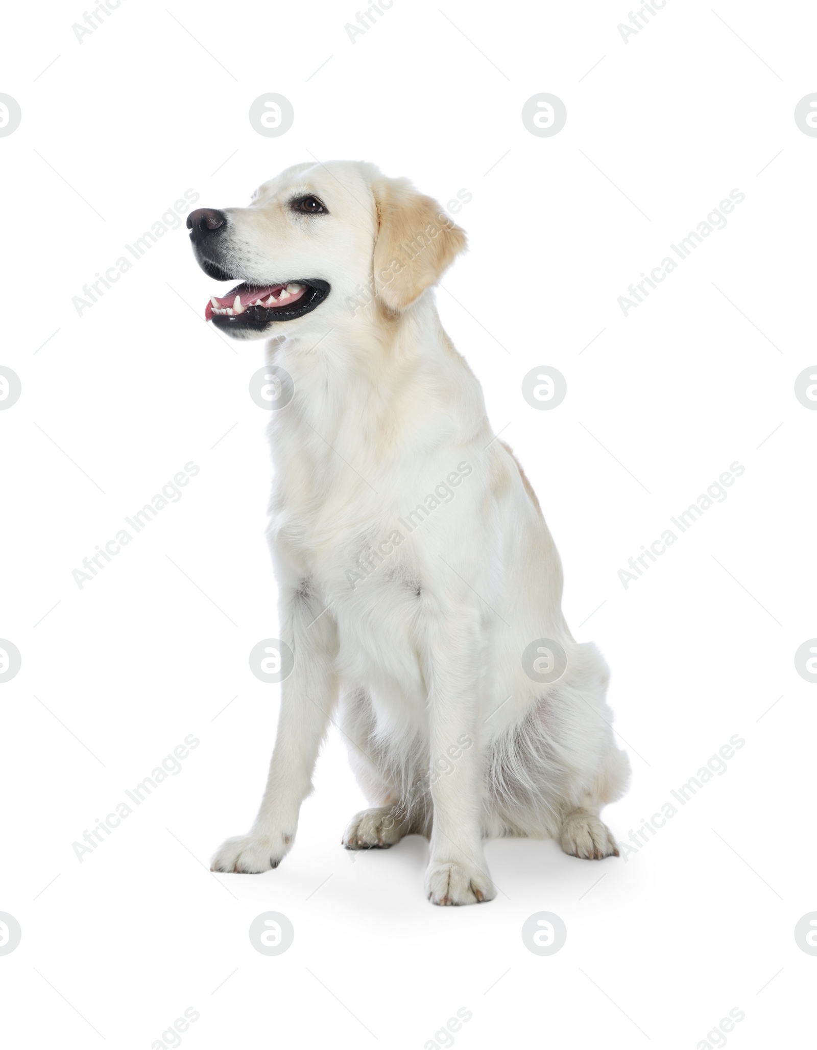 Photo of Cute Labrador Retriever on white background. Lovely pet