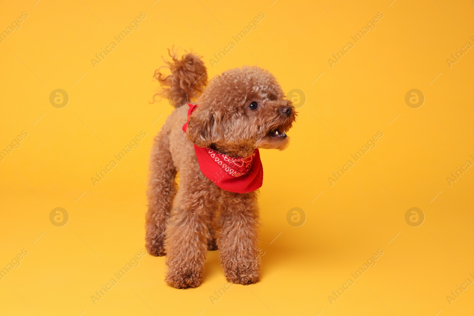 Photo of Cute Maltipoo dog with bandana on orange background