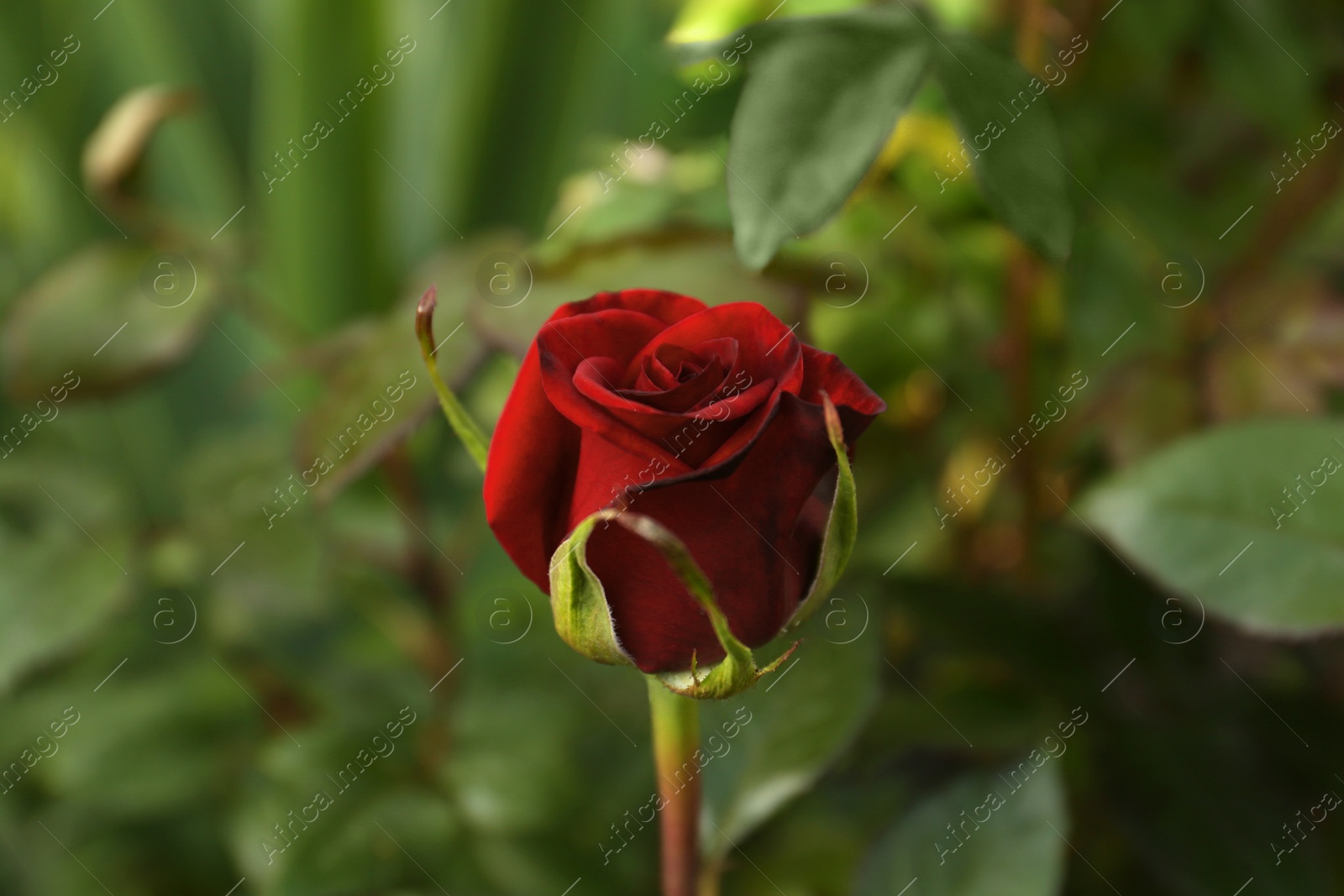 Photo of Beautiful red rose growing in garden, closeup