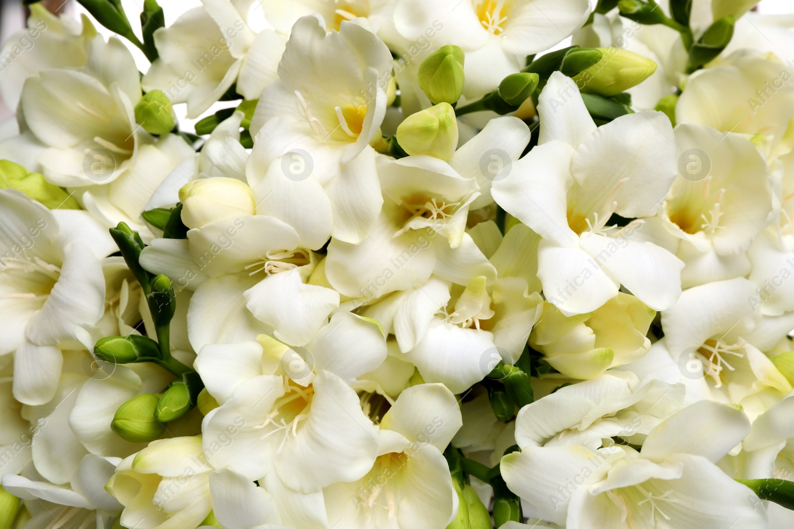 Photo of Closeup view of beautiful white freesia flowers