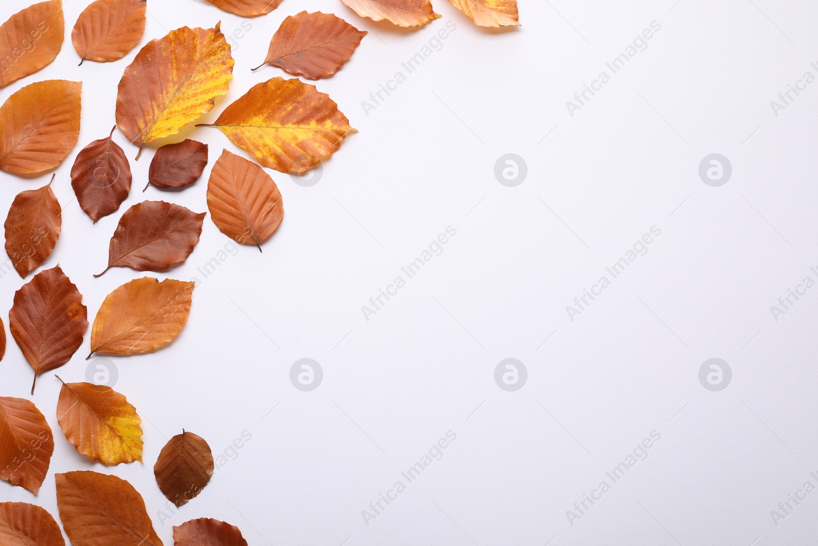 Photo of Dry autumn leaves on white background, flat lay. Space for text