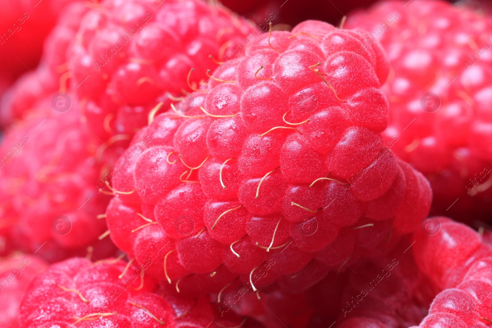 Photo of Many fresh ripe raspberries as background, closeup