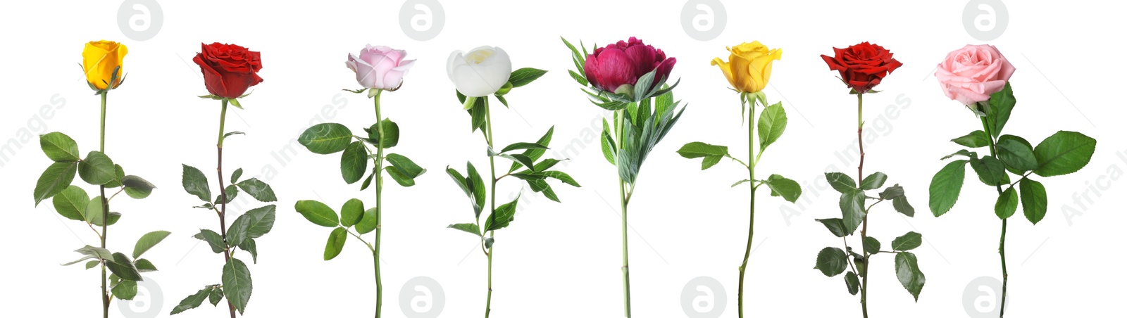 Image of Different beautiful flowers isolated on white, set