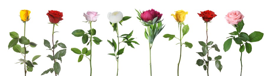 Image of Different beautiful flowers isolated on white, set