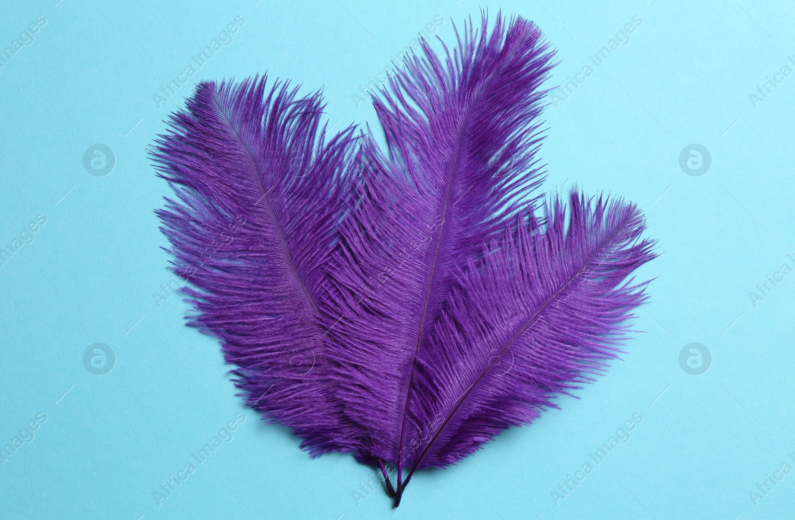 Photo of Beautiful violet feathers on light blue background, top view