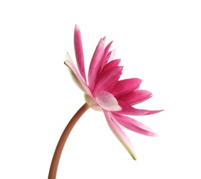 Photo of Beautiful blooming pink lotus flower isolated on white