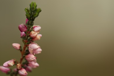 Photo of Heather twig with beautiful flowers on blurred background, closeup. Space for text