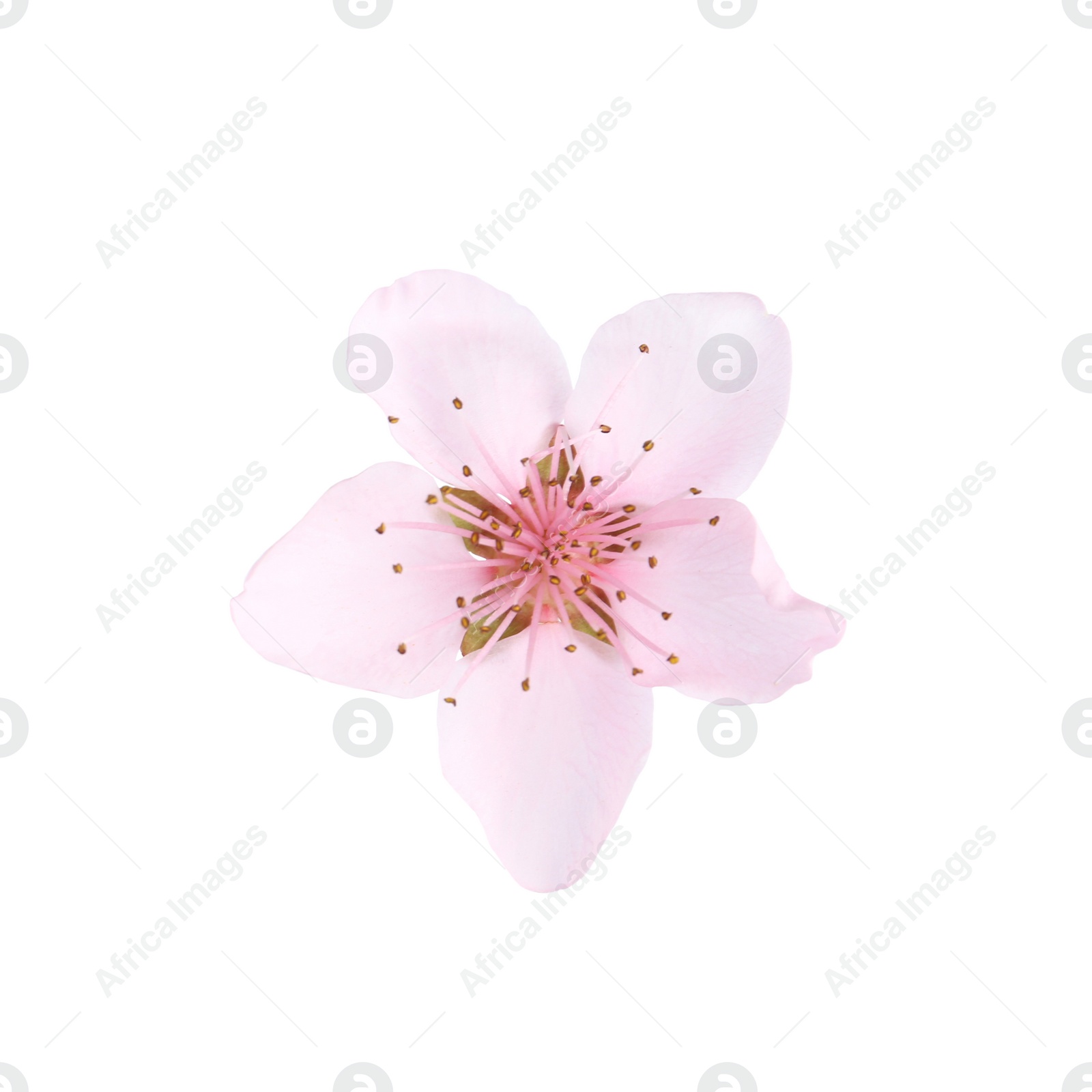 Photo of Beautiful tree blossom isolated on white. Spring season