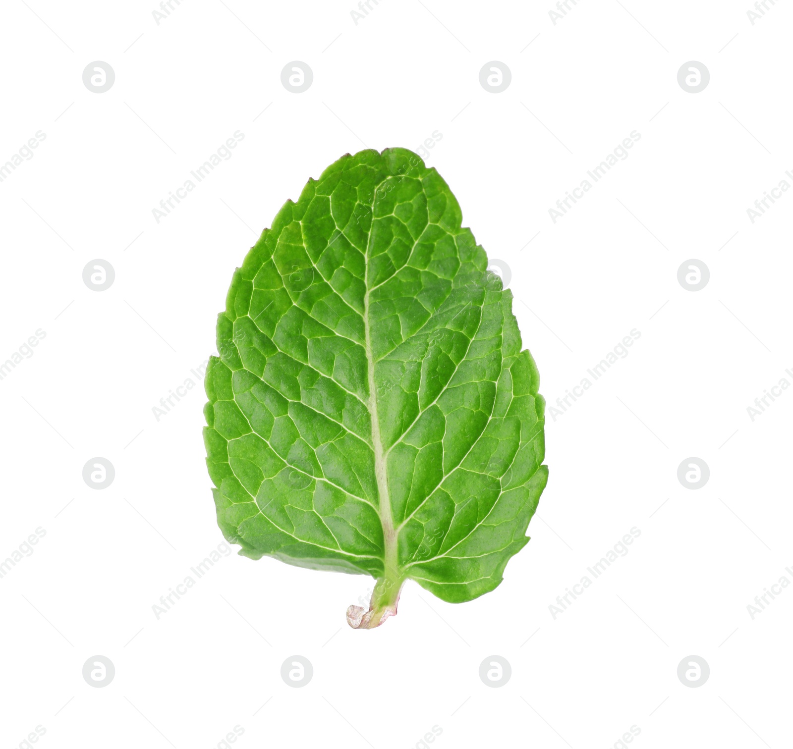 Photo of Green leaf of fresh aromatic mint isolated on white