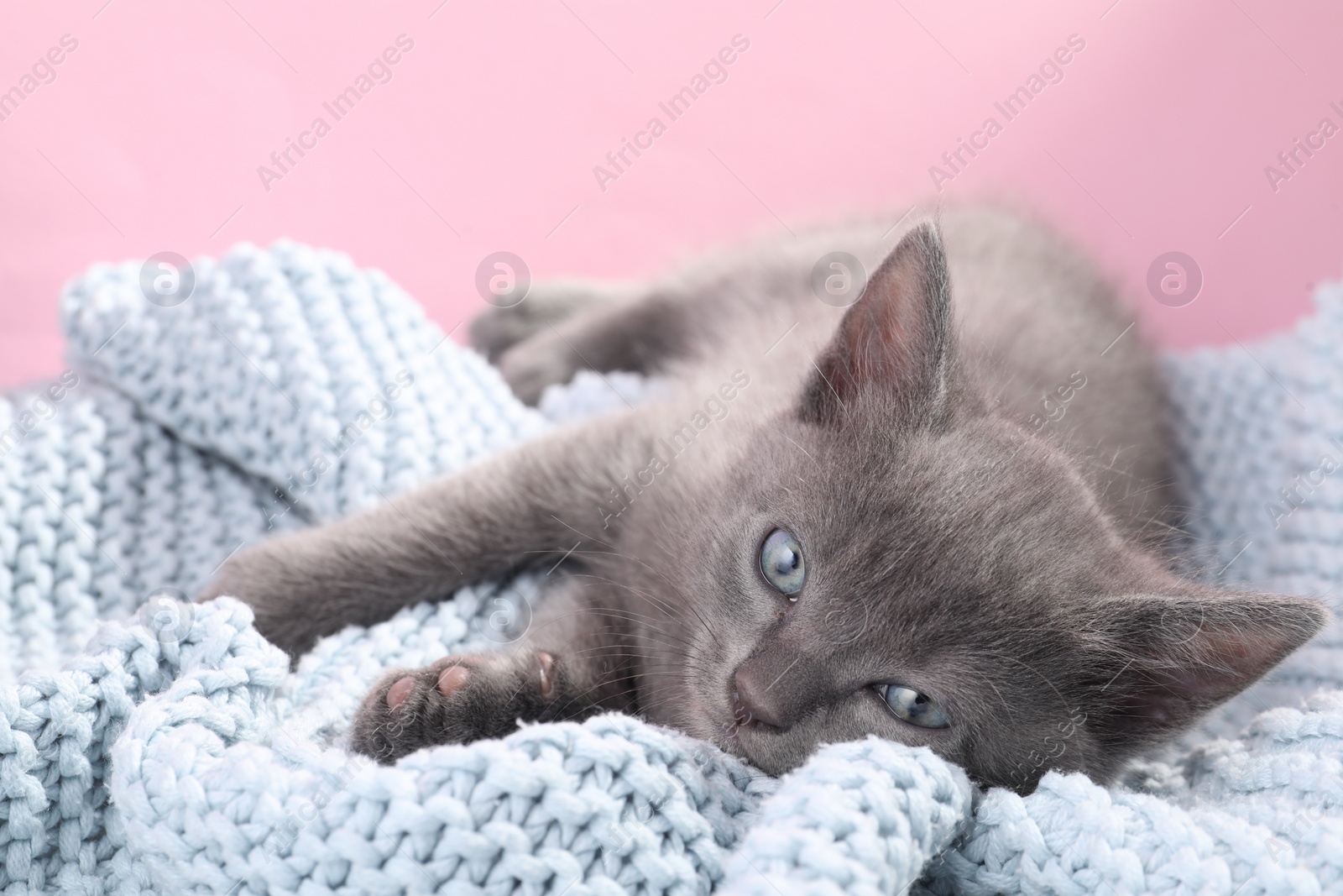 Photo of Cute fluffy kitten on blanket against pink background. Baby animal