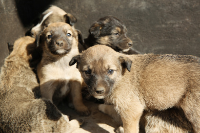 Stray puppies outdoors on sunny day. Baby animals
