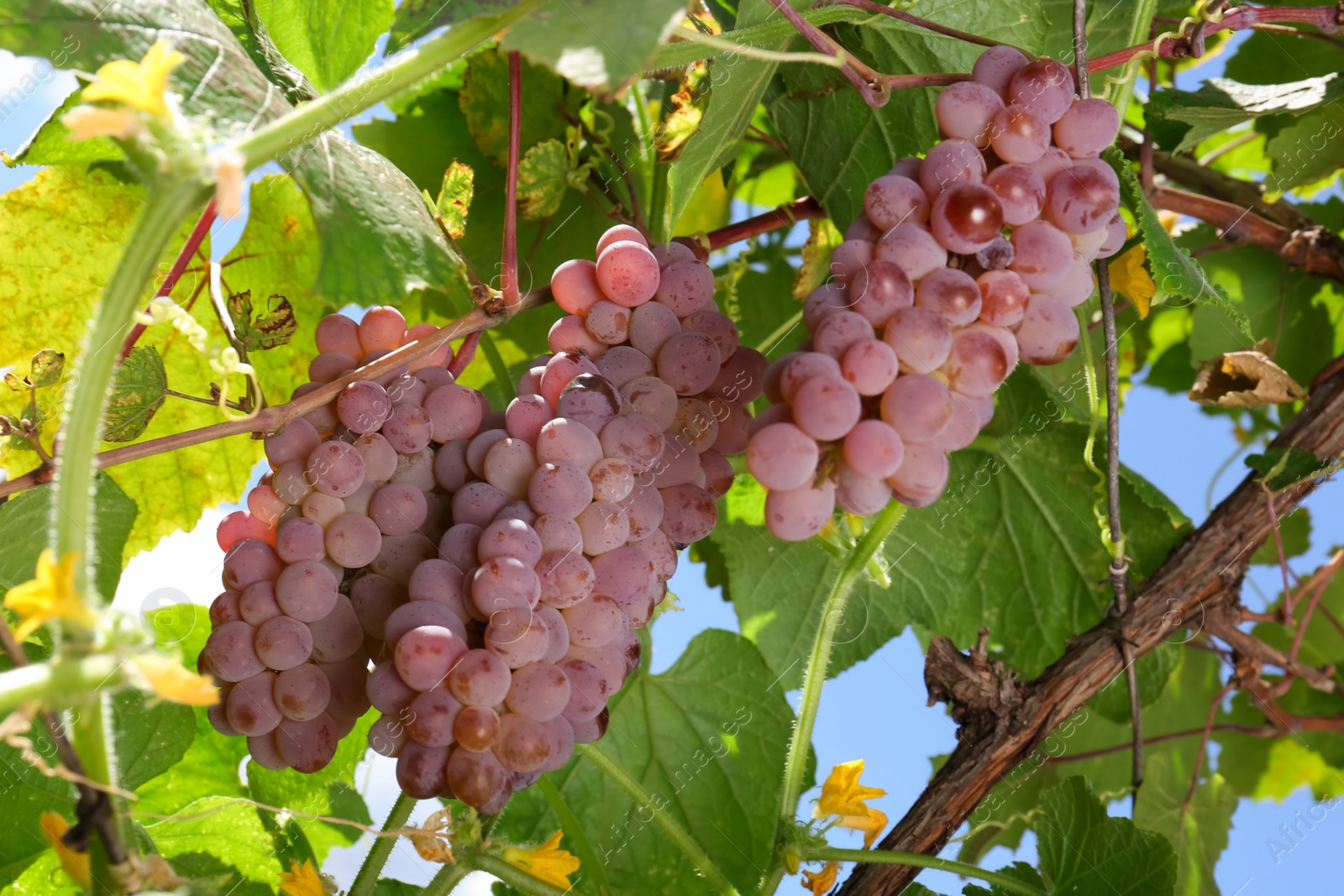 Photo of Ripe juicy grapes growing on branch in vineyard