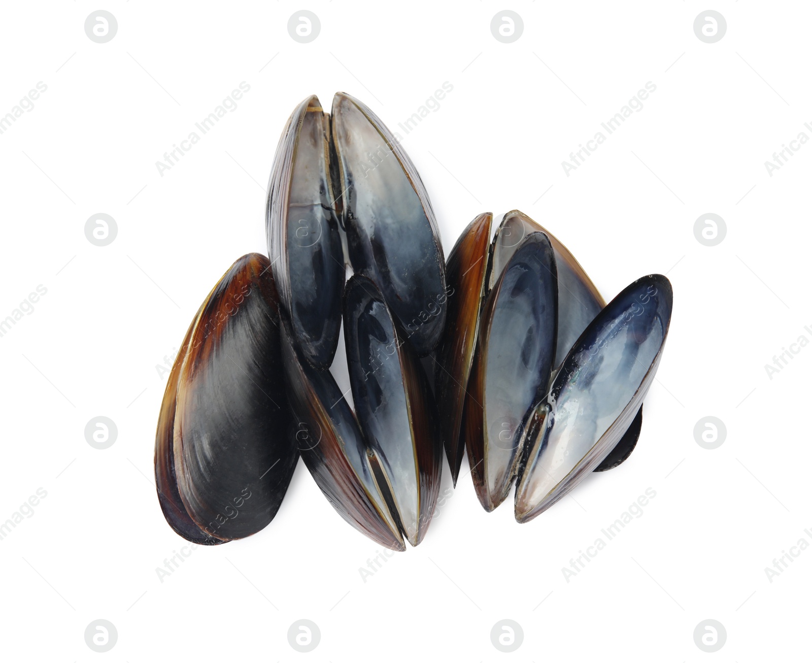 Photo of Open empty mussel shells on white background, top view