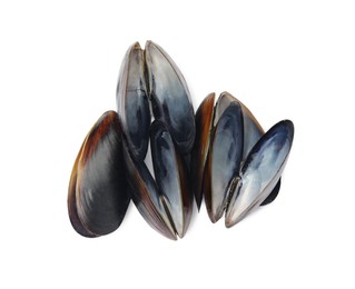 Photo of Open empty mussel shells on white background, top view