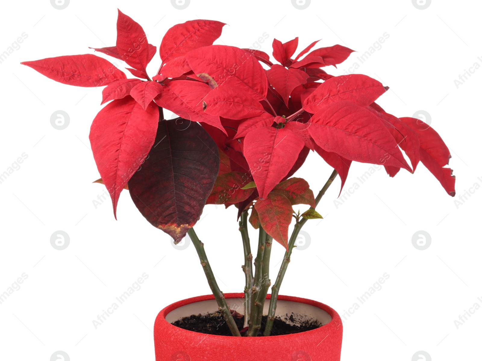 Photo of Potted houseplant with damaged leaves on white background, closeup