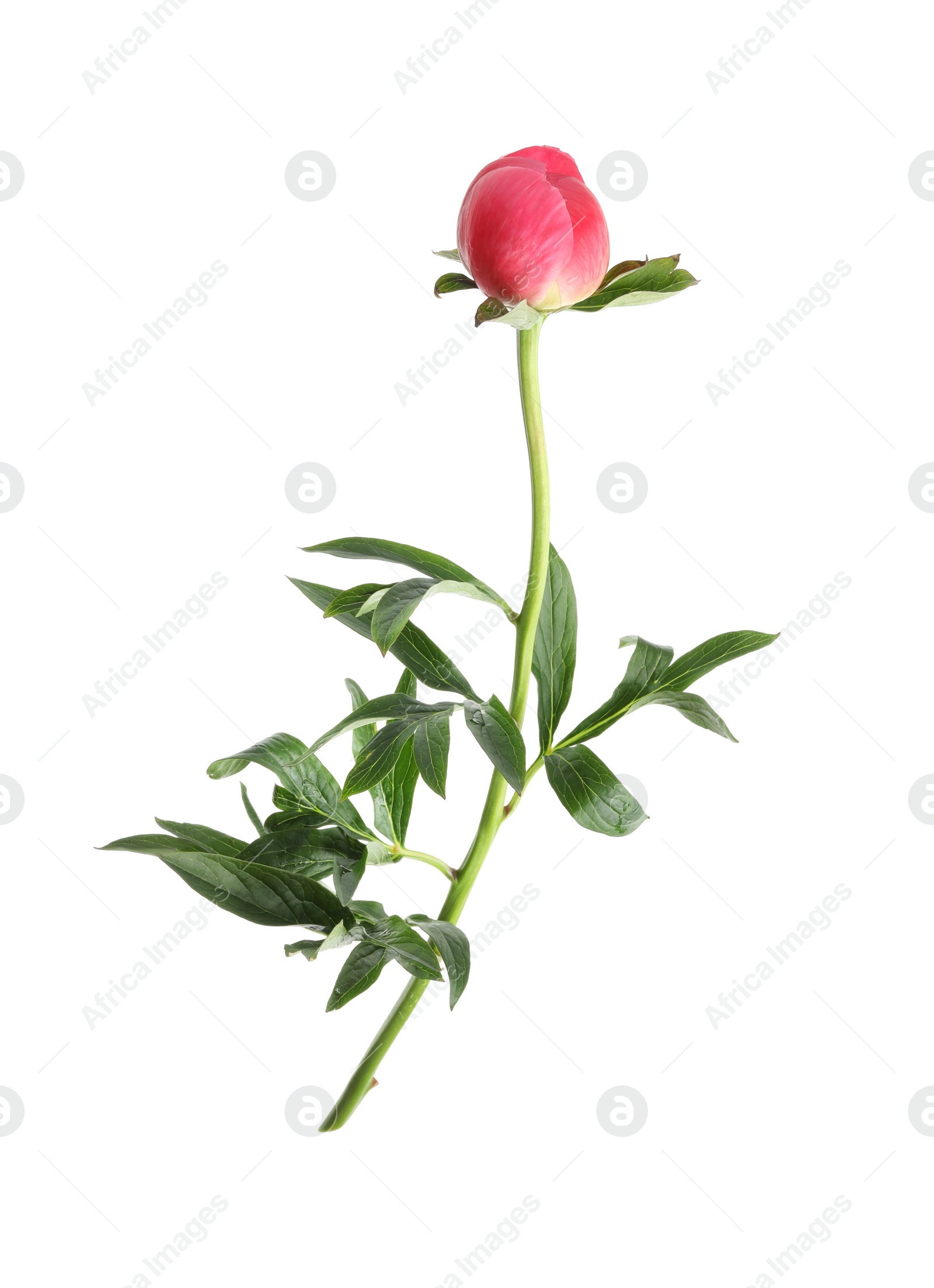 Photo of Beautiful pink peony bud isolated on white