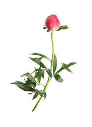 Photo of Beautiful pink peony bud isolated on white