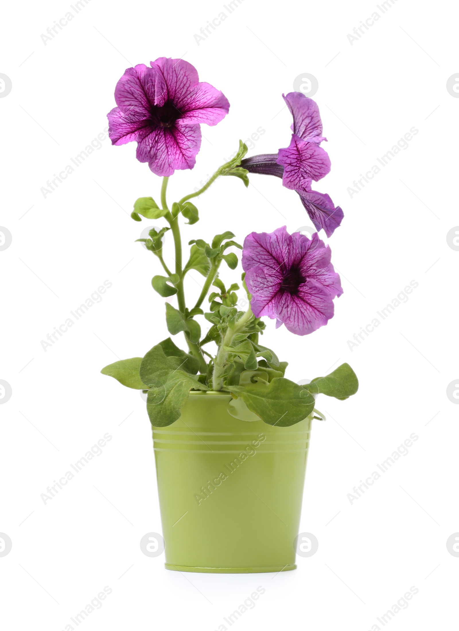 Photo of Petunia in green flower pot isolated on white