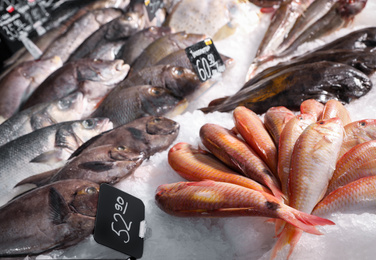 Different types of fresh fish on ice in supermarket