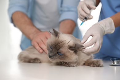 Photo of Professional veterinarian vaccinating cat in clinic, closeup