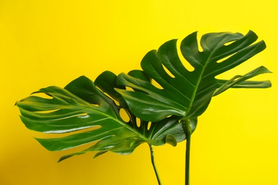 Photo of Beautiful monstera leaves on yellow background. Tropical plant