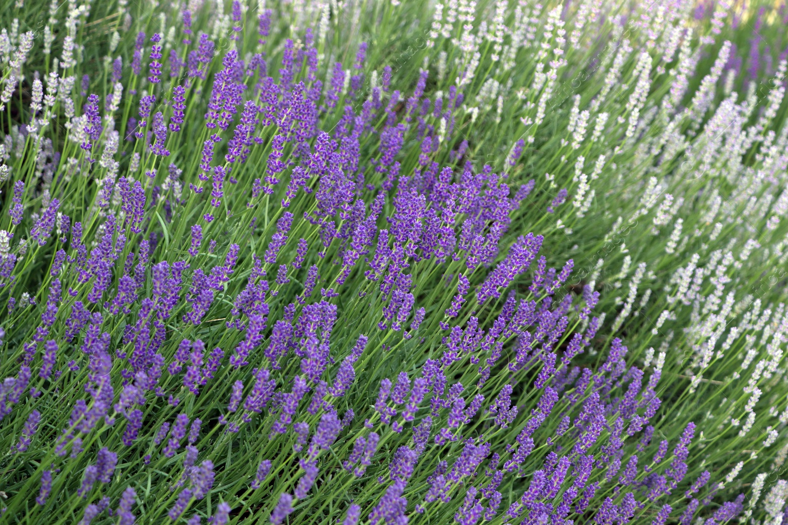 Photo of Beautiful blooming lavender plants growing in field