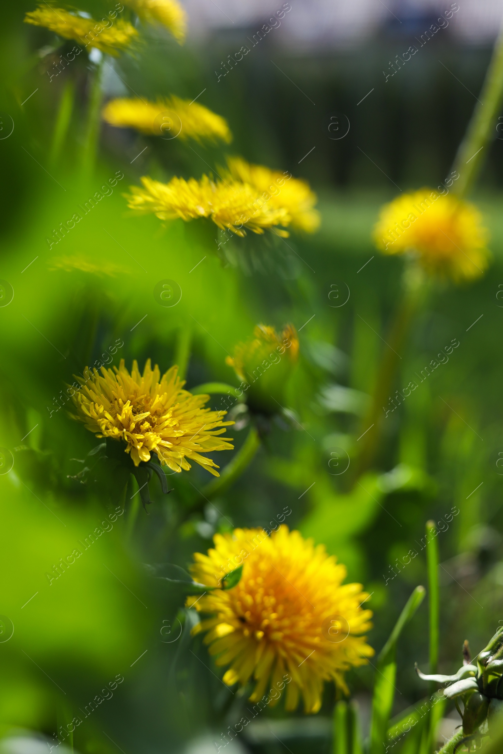 Photo of Beautiful yellow dandelions at backyard on sunny day, closeup