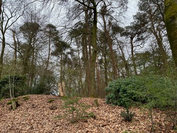 Photo of Beautiful trees and fallen leaves in forest