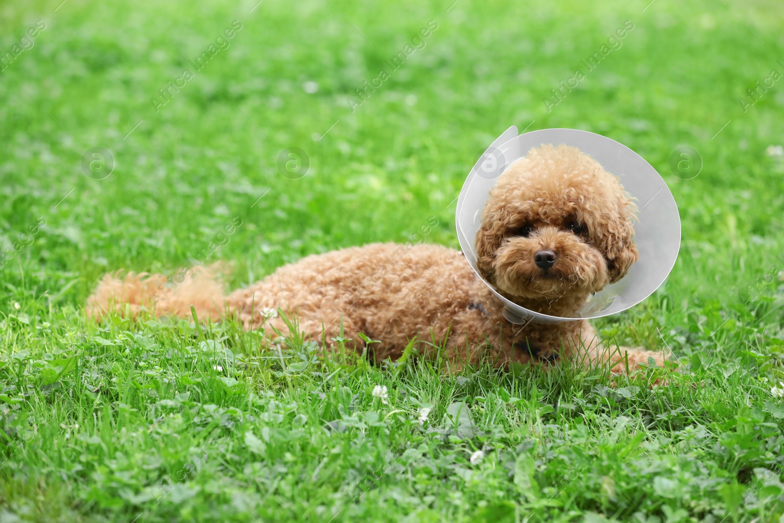 Photo of Cute Maltipoo dog with Elizabethan collar lying on green grass outdoors