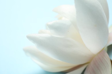 Photo of Beautiful white lotus flower on light blue background, closeup view