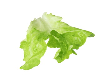 Photo of Leaf of fresh lettuce for burger isolated on white