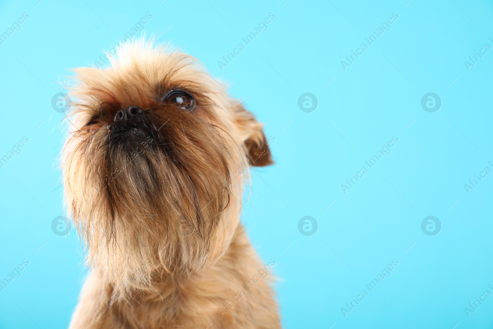 Photo of Studio portrait of funny Brussels Griffon dog on color background. Space for text