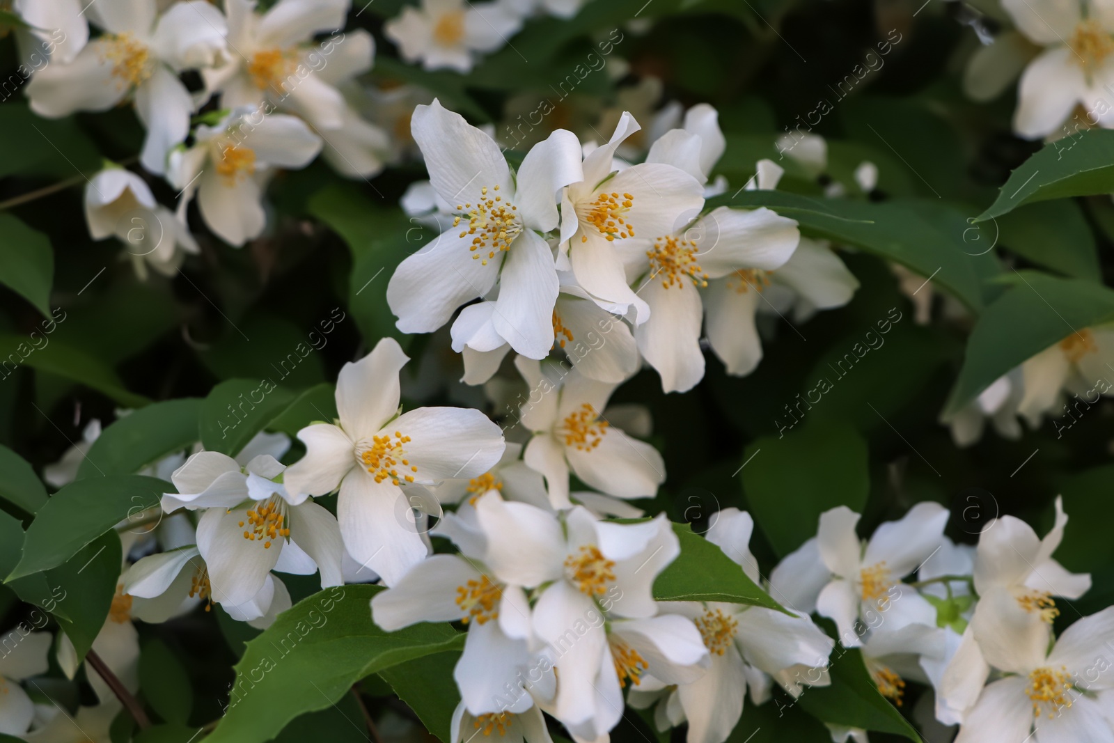 Photo of Closeup view of beautiful blooming white jasmine shrub outdoors